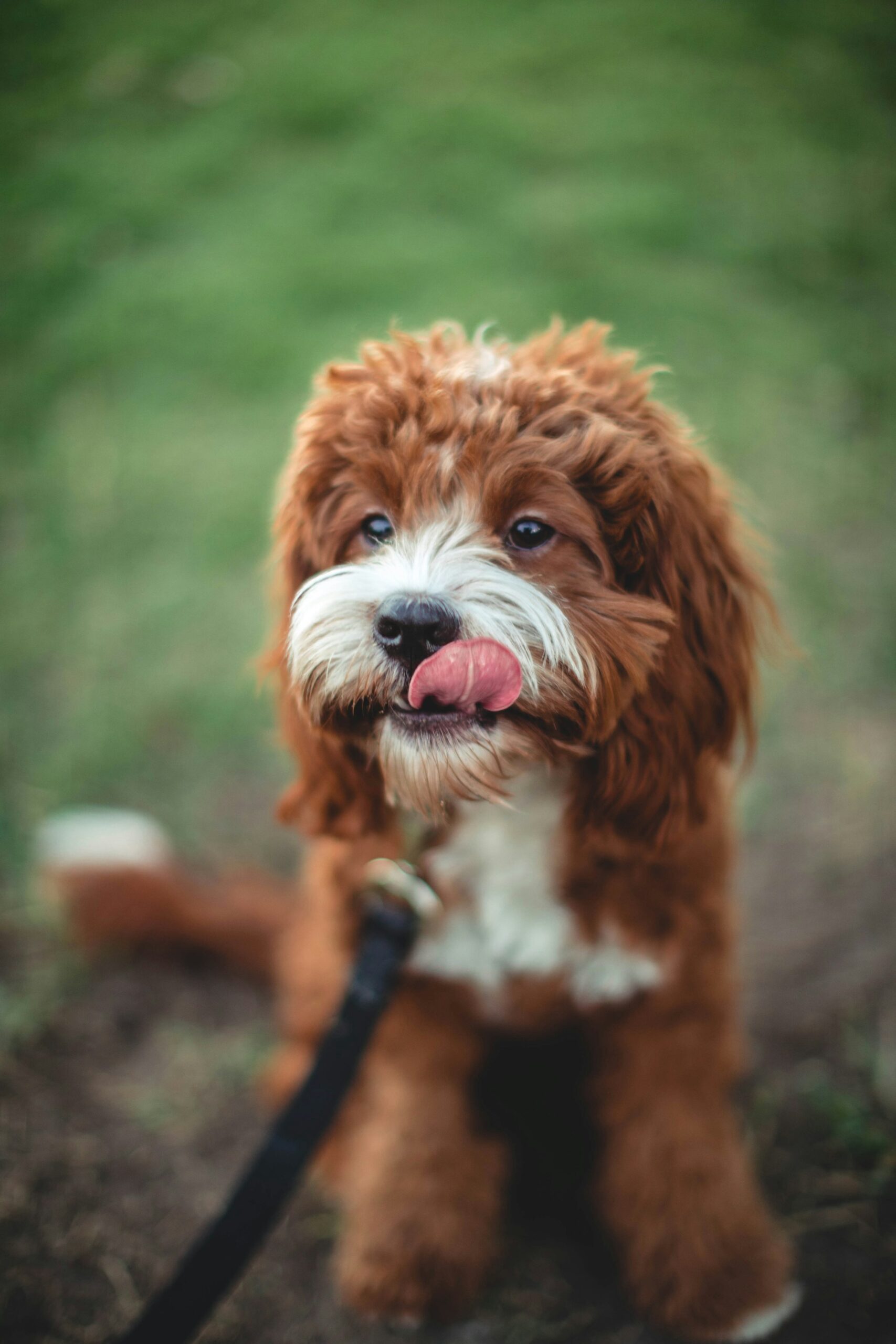 roberto-nickson-N_V13fMHtiE-unsplash (1)