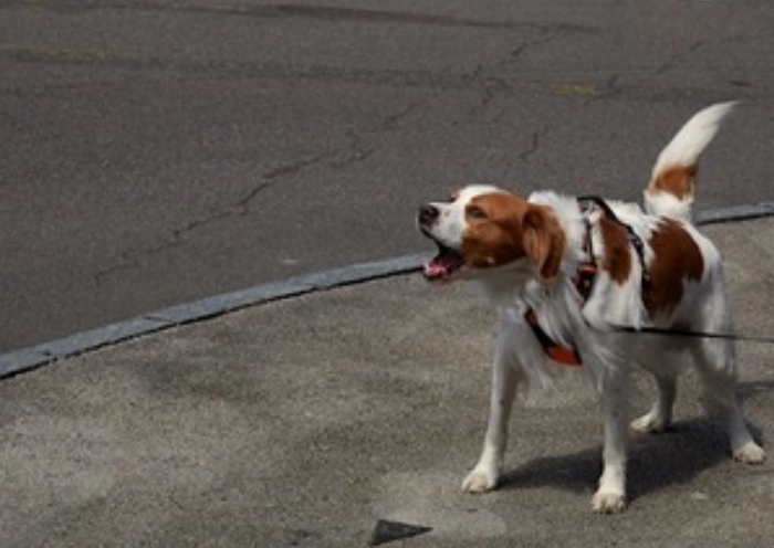 Adfærdstræning for hunde